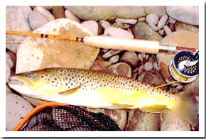 Brown Trout