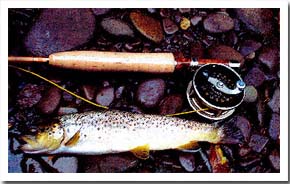 Trout